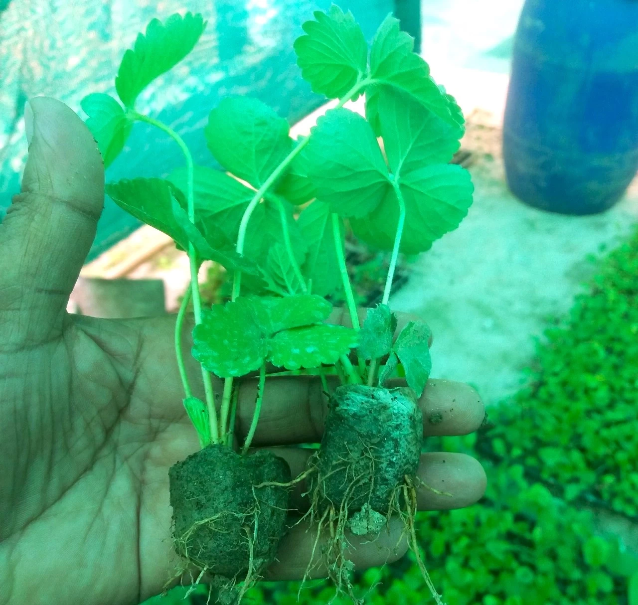 স্ট্রবেরি চারা ( টিস্যু কালচার )