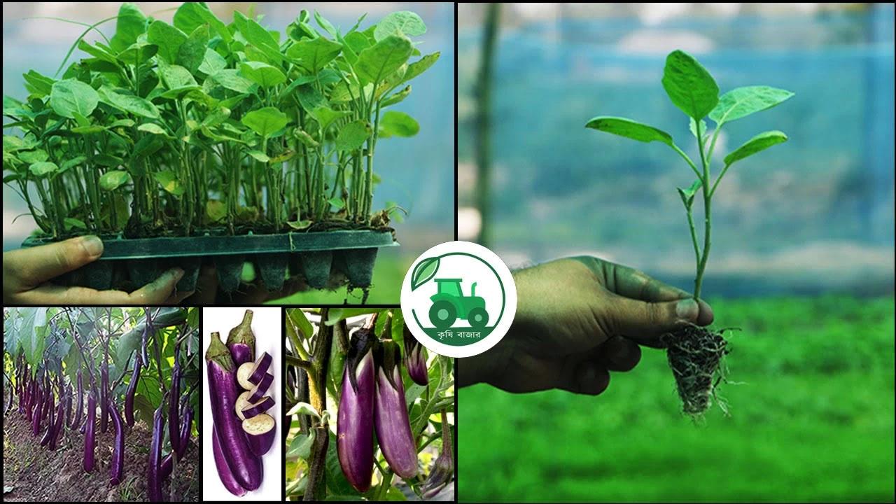 বেগুনের চারা জাতের নাম:পার্পল কিং