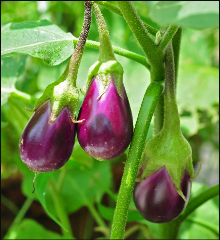 বেগুন